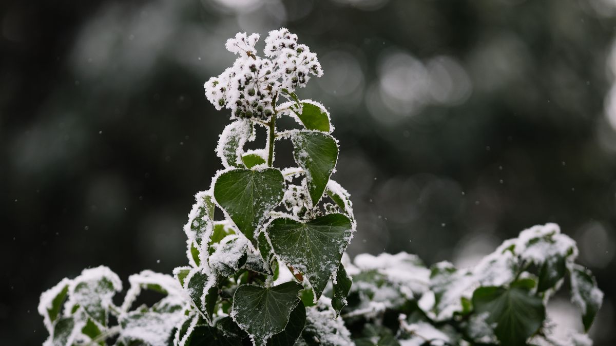 Ilustrace k článku: Mrazivé teploty na Šumavě dosáhly téměř minus 20 stupňů Celsia