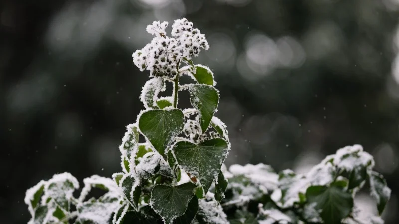 Zpráva: Mrazivé teploty na Šumavě dosáhly téměř minus 20 stupňů Celsia