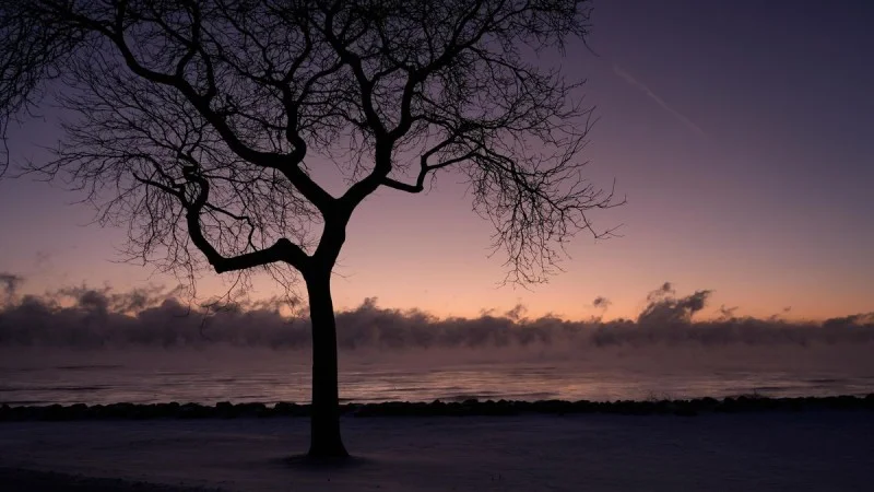 Фото новини: У США попереджають про "вибухаючі" дерева через сильний мороз