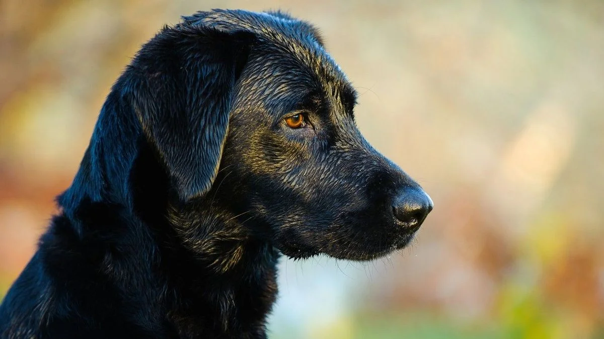 Иллюстрация к статье: Пара отменила свадьбу, чтобы собрать деньги на лечение своего лабрадора с раком