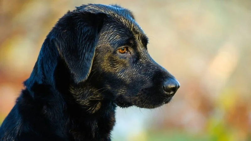 Фото новости: Пара отменила свадьбу, чтобы собрать деньги на лечение своего лабрадора с раком