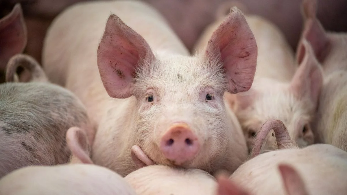 Ilustrace k článku: Tisíce lidí přijely na pomoc dceři, která se obávala porážky prasat