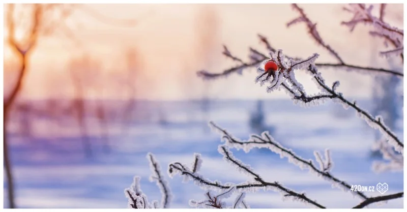 Zpráva: V Česku zaznamenali mráz -20 °C, očekává se sněžení
