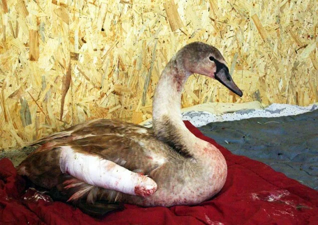 Zpráva: Ornitologové vyzývají k omezení používání pyrotechniky během zimních svátků