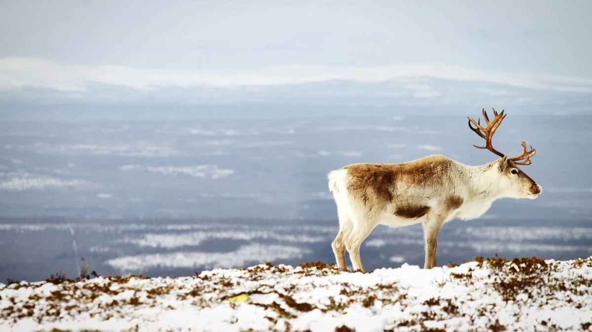 Ilustrace k článku: Extrémní počasí ovlivňuje arktické ekosystémy, které čelí neznámým podmínkám