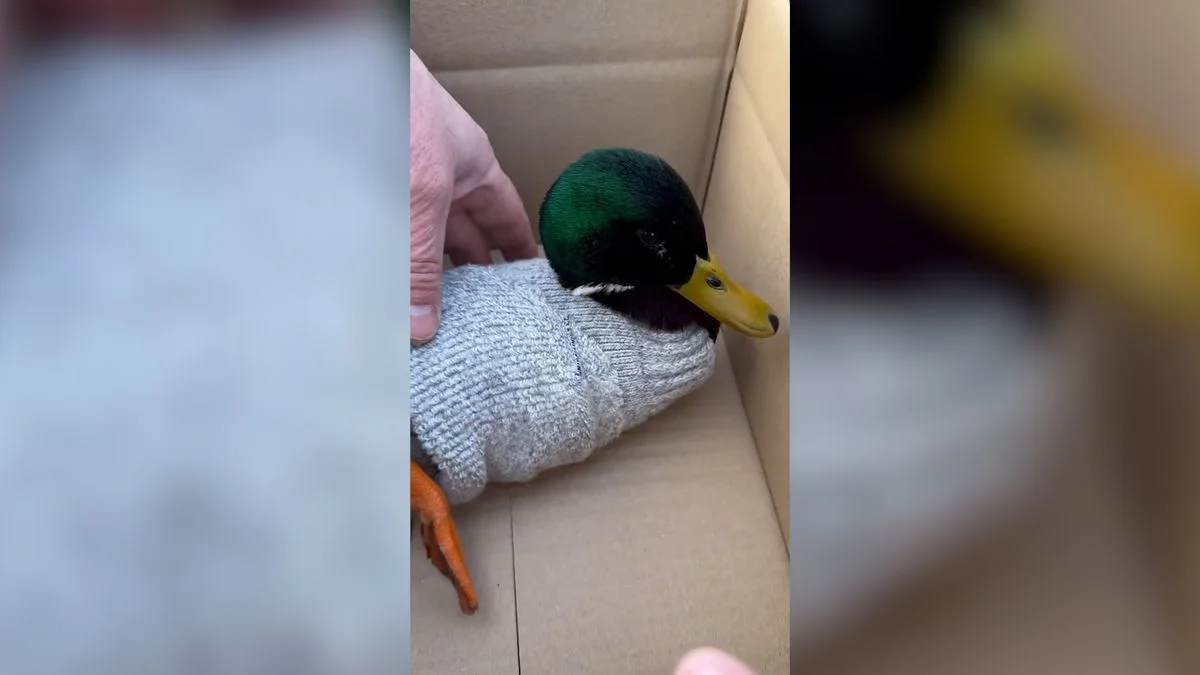 Ilustrace k článku: Žena v Písku zachránila vysíleného kačera oblečením do svetříku