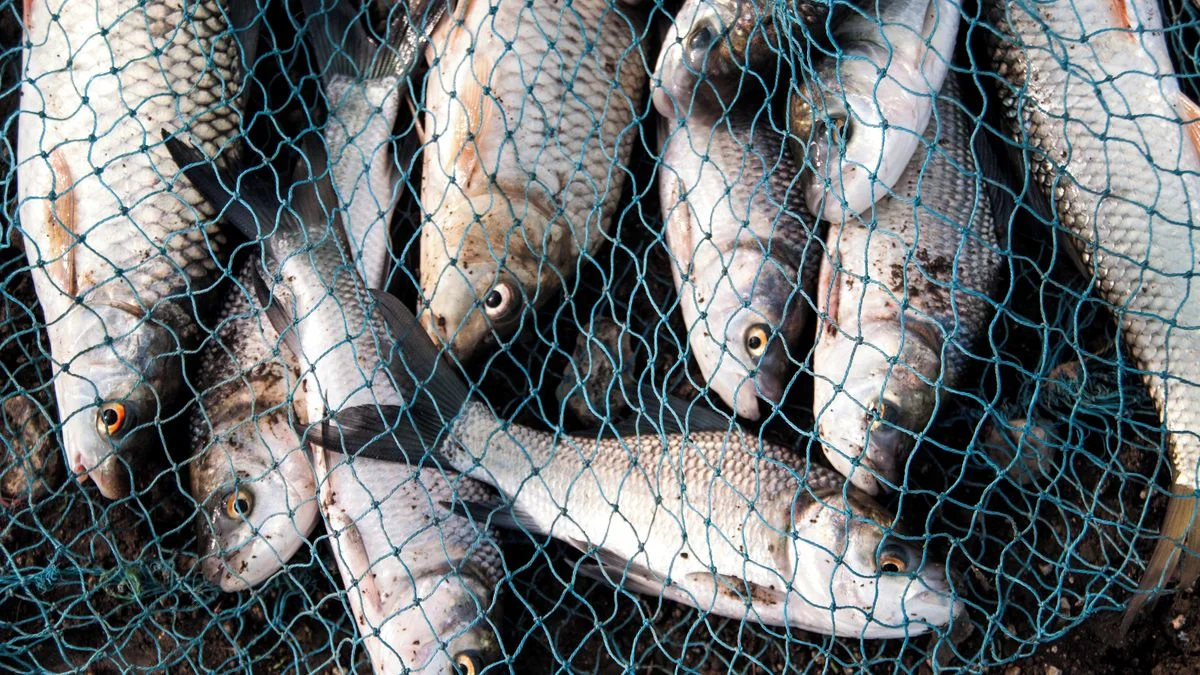 Ilustrace k článku: Ryby uvízly v přístavech kvůli novému IT systému, hrozí nedostatek na trhu