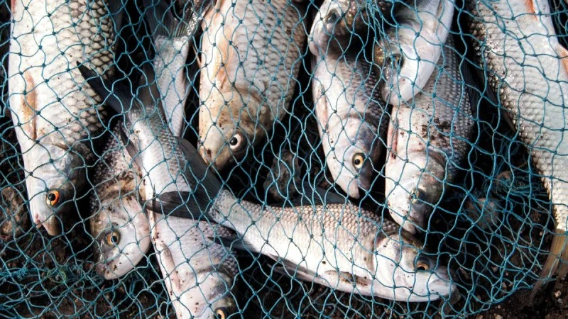 Zpráva: Ryby uvízly v přístavech kvůli novému IT systému, hrozí nedostatek na trhu