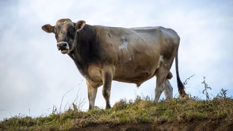 Zpráva: Býk na Plzeňsku zranil tři osoby, mezi nimi i dítě