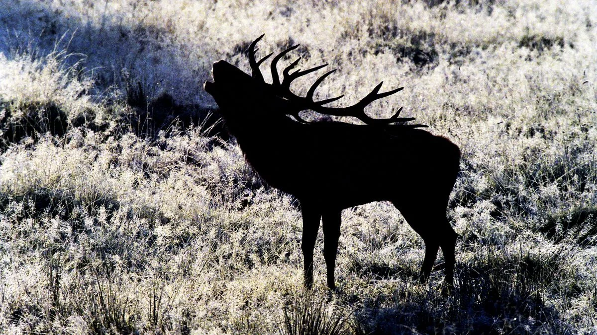 Ilustrace k článku: Muž na Tachovsku nelegálně ulovil trofejního jelena