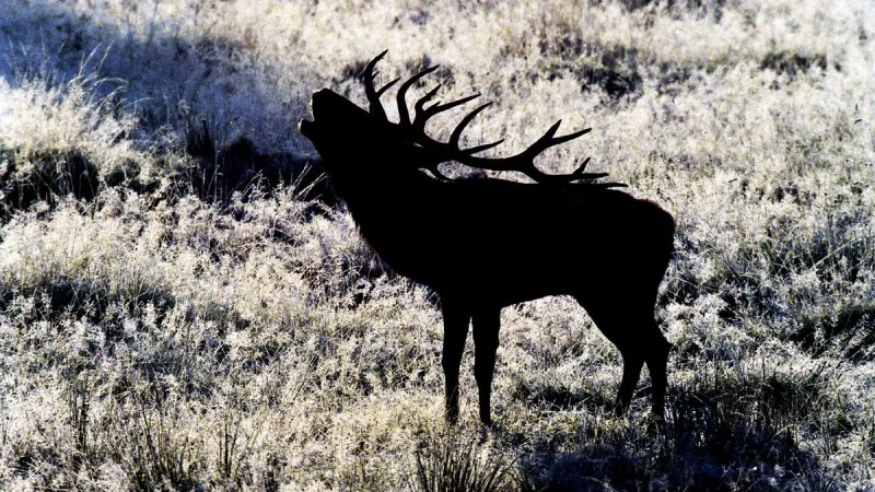 Zpráva: Muž na Tachovsku nelegálně ulovil trofejního jelena