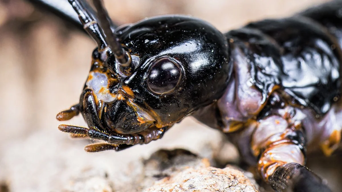 Ilustrace k článku: Pražská zoo připravuje nové expozice a očekává změny v vedení