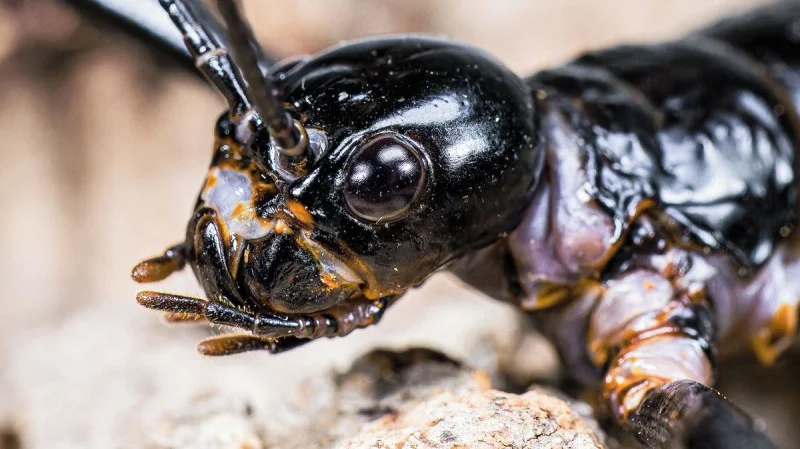 Zpráva: Pražská zoo připravuje nové expozice a očekává změny v vedení