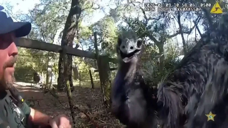 Zpráva: Pštrosice Tina utekla na Floridě, skončila v policejních poutech