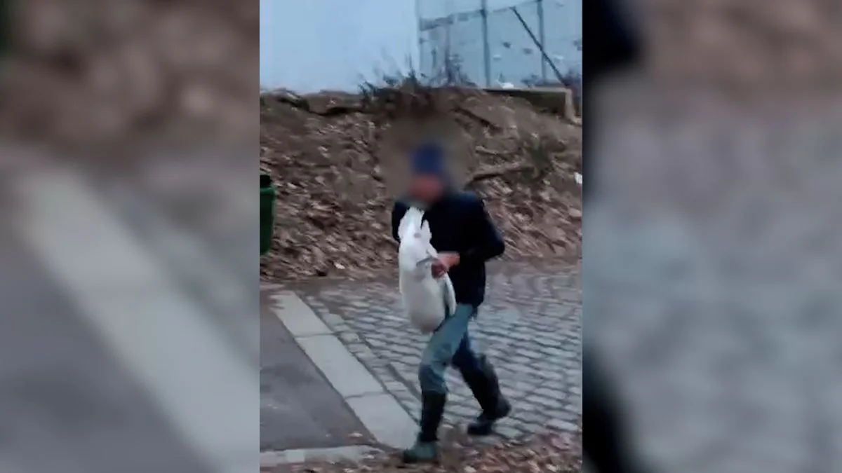 Ilustrace k článku: Zvířecí záchranář identifikoval podezřelého z krádeží pražských labutí