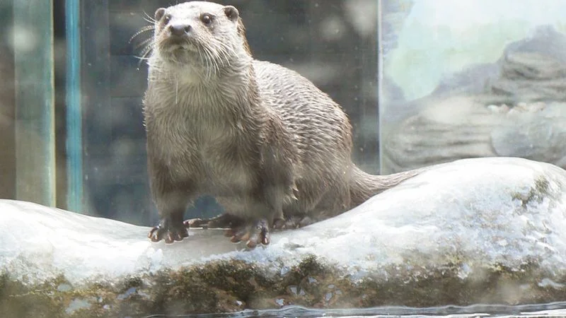 Zpráva: Myslivec obviněn za usmrcení chráněné vydry, policie odhalila při kontrole