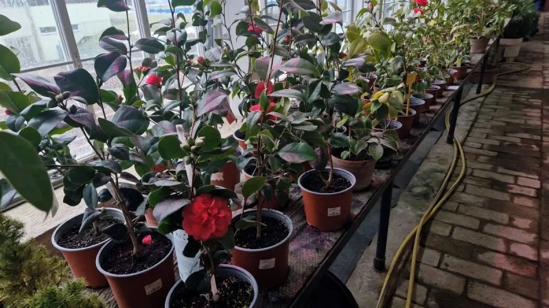 Zpráva: Kamélie v Lysicích rozkvétají, veřejnost je poprvé uvidí na Valentýna