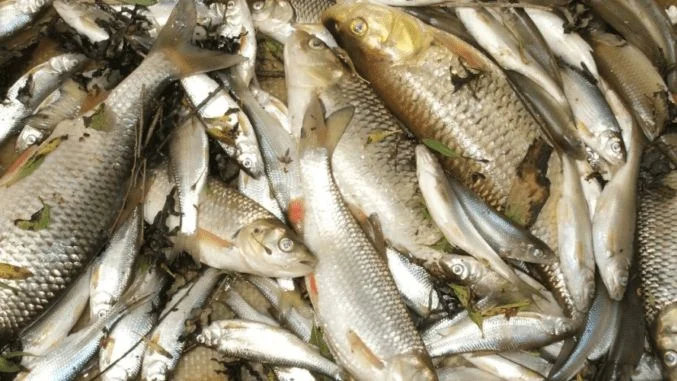 Ilustrace k článku: Obří úhyn ryb v řece Dyji způsoben extrémním rozvojem sinic