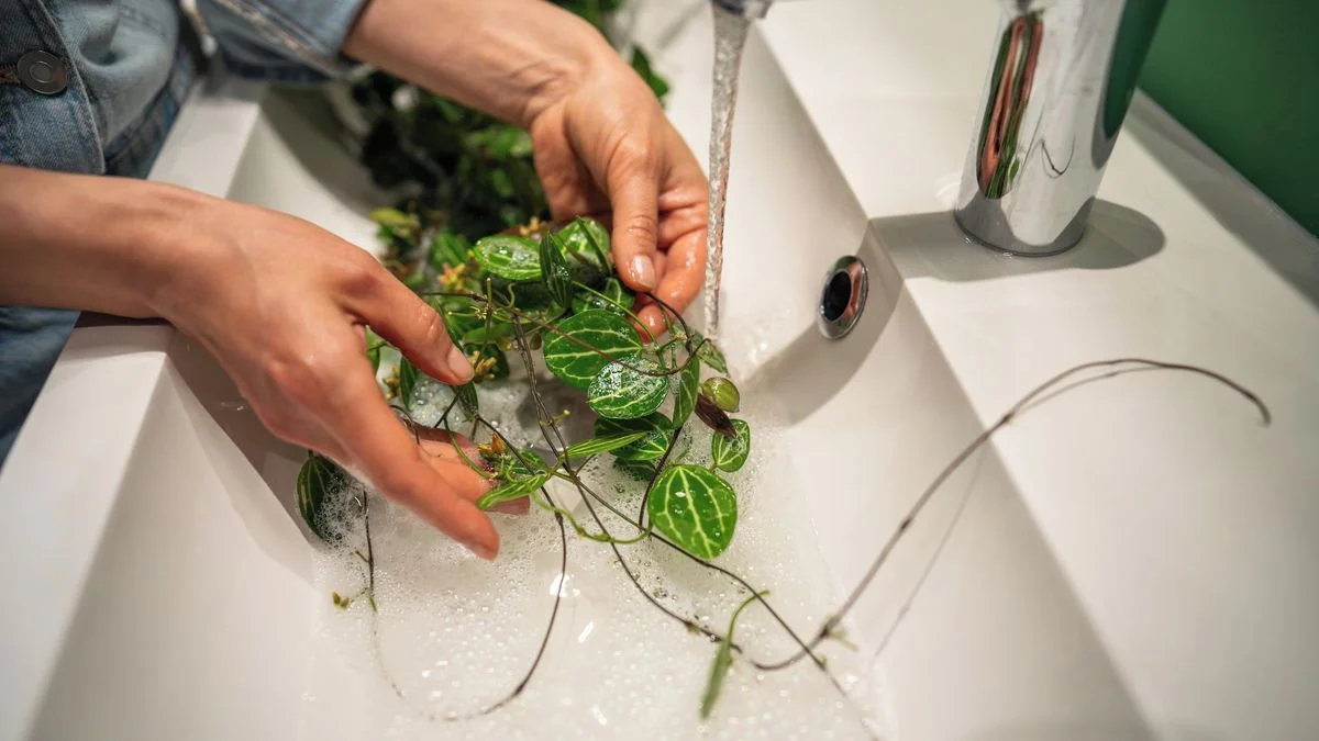 Ilustrace k článku: Jak se zbavit svilušek, které sužují pokojové rostliny v zimě