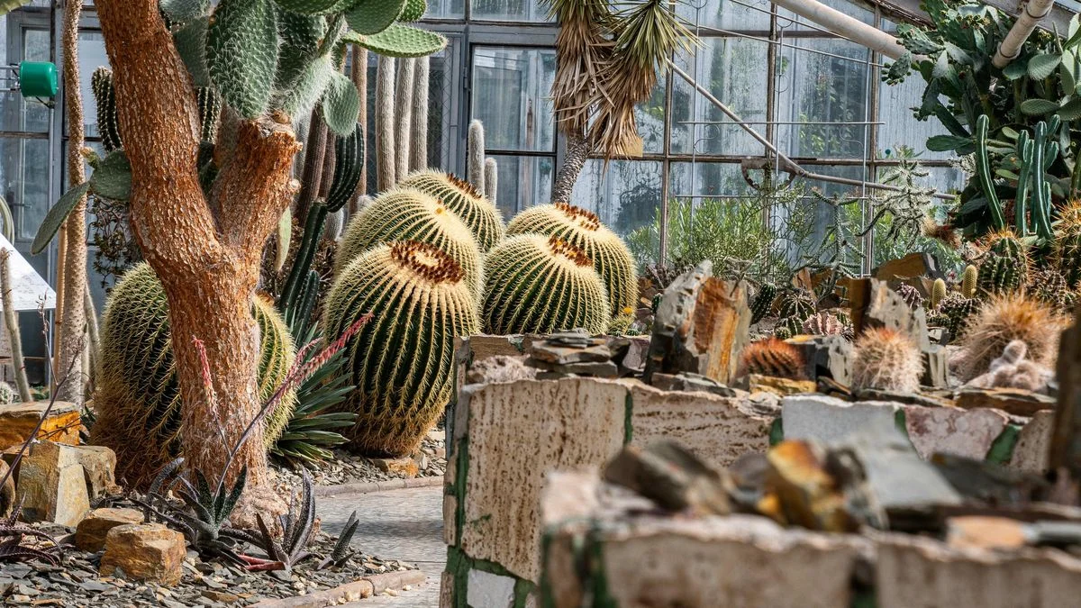 Ilustrace k článku: Skleníky v Olomouci se znovu otevírají, nabídnou květiny a citrusy