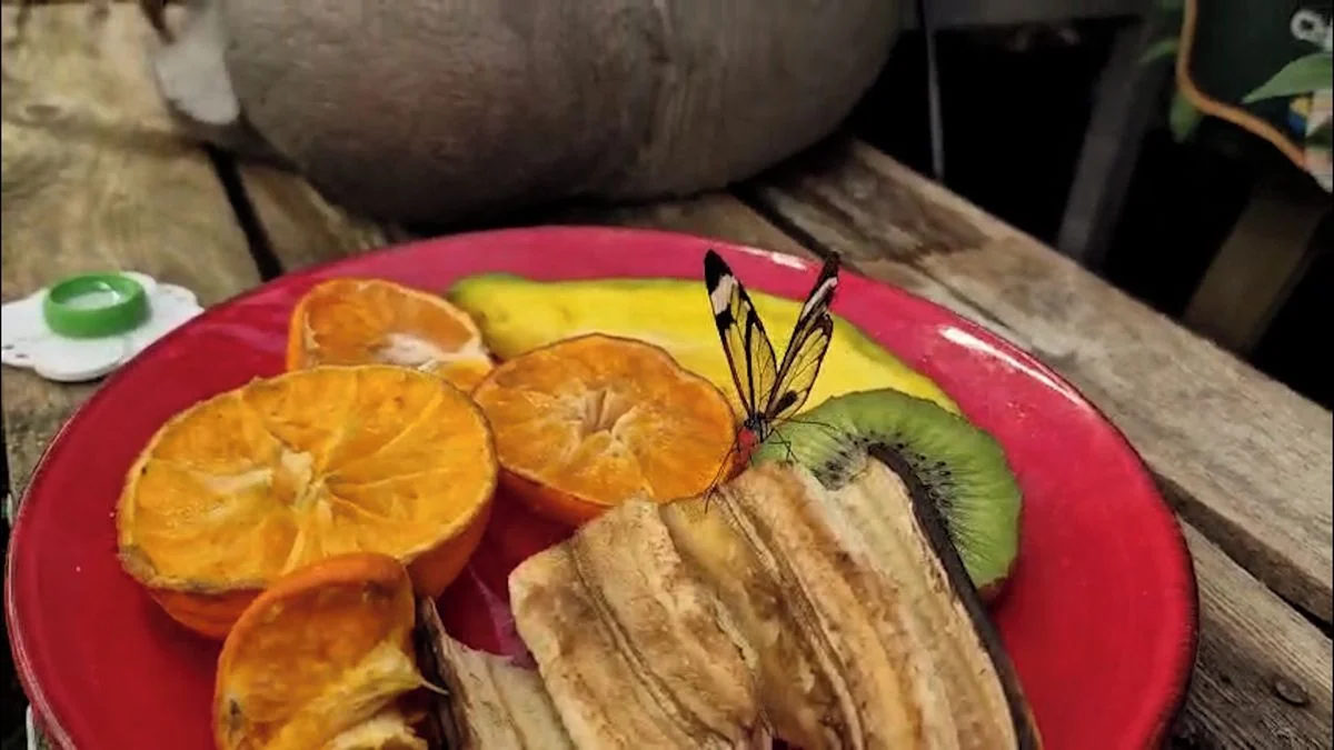 Ilustrace k článku: Výstava v Úvalně představuje unikátní motýly a pivo z orchidejí