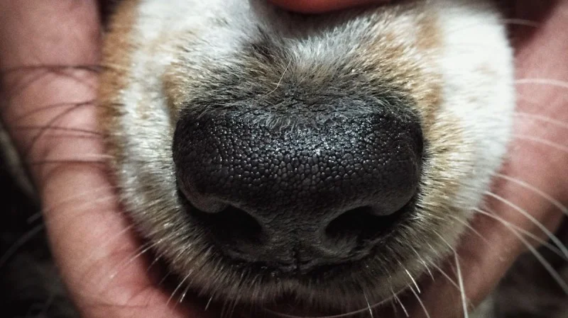 Zpráva: Žena odsouzena za týrání psů: Dostal rok vězení