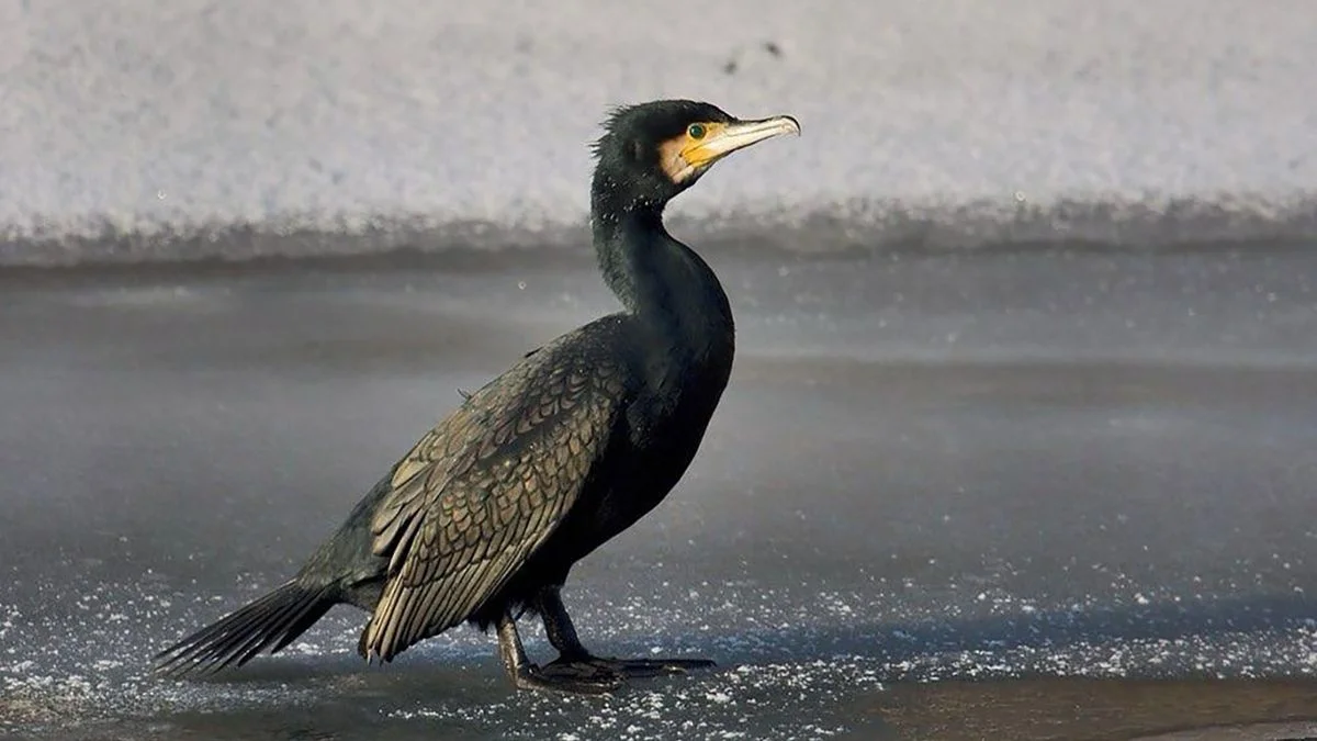 Ilustrace k článku: Na Vysočině nejvíc škodí vydry a kormoráni, vlci jen okrajově