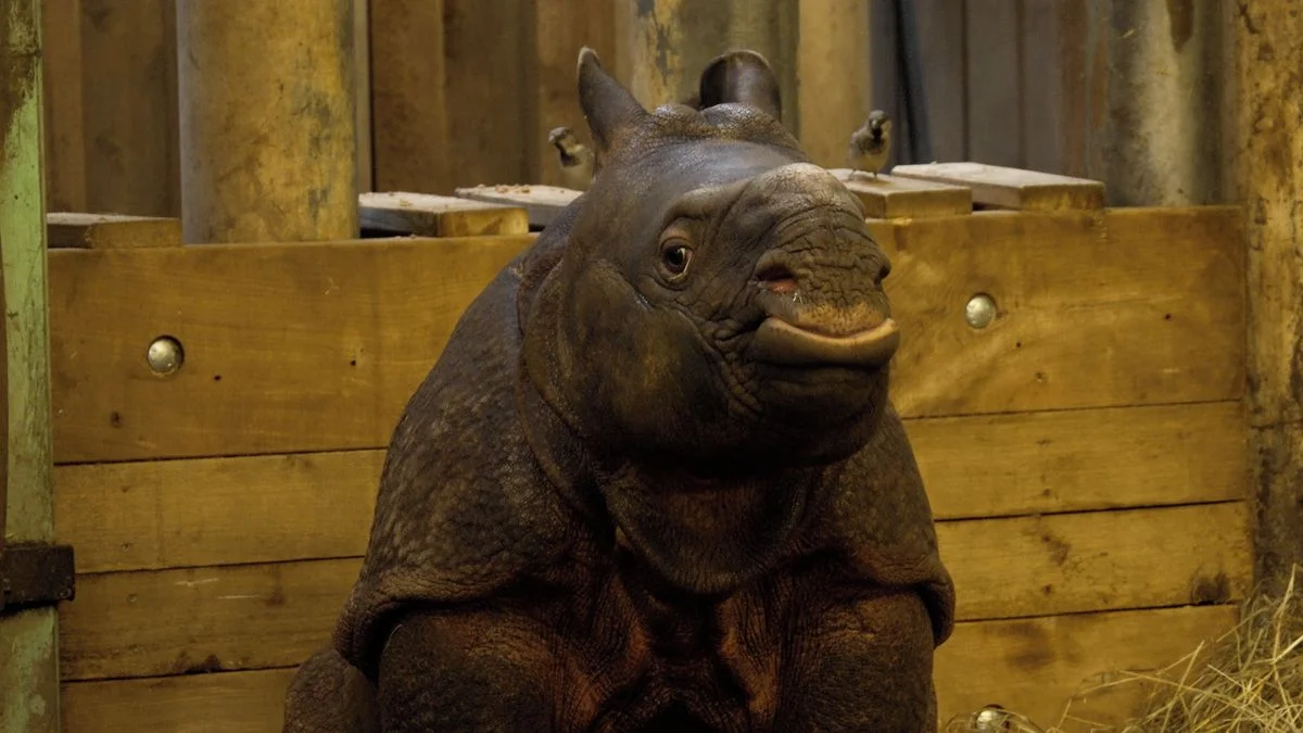 Ilustrace k článku: Plzeňské mládě nosorožce Apu překvapuje energií a rychlým růstem