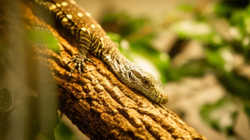 Zpráva: Ostravská zoo se může pochlubit unikátním odchovem varanů papuánských