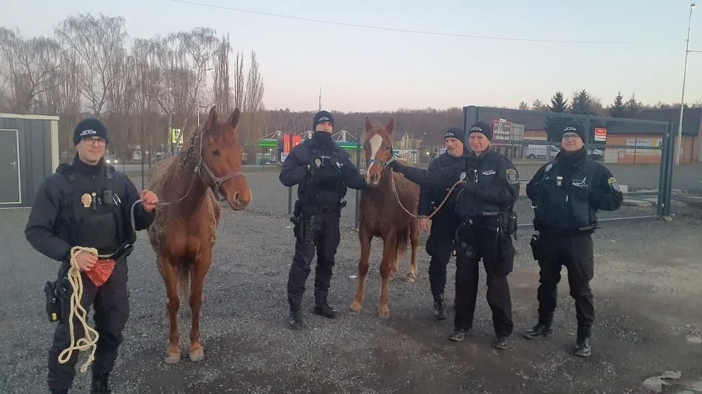 Ilustrace k článku: V Kladně se strážníci snažili odchytit splašené koně