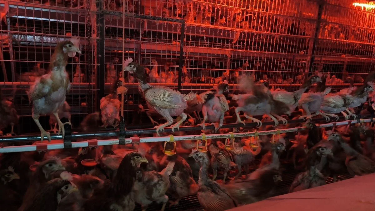 Ilustrace k článku: Veterináři zasahovali v chovu slepic na Brněnsku, objevili otřesné podmínky