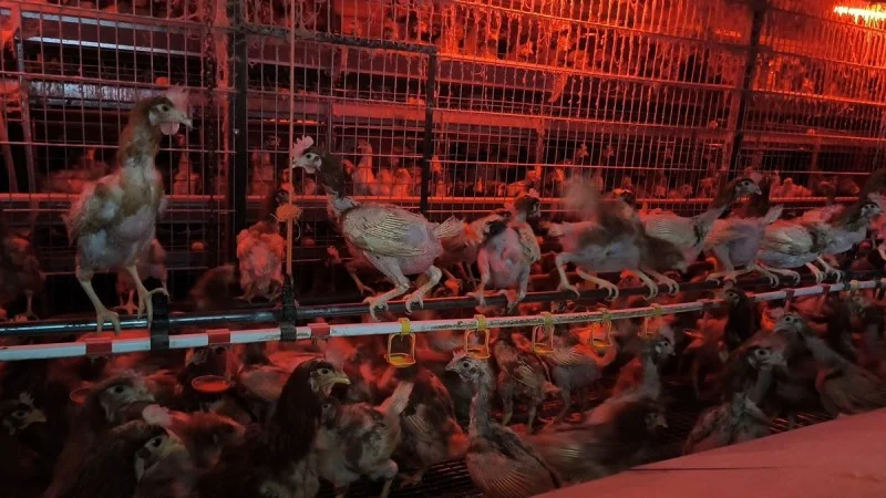 Zpráva: Veterináři zasahovali v chovu slepic na Brněnsku, objevili otřesné podmínky