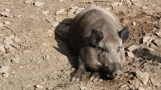 Zpráva: Mezi divočáky se šíří nebezpečná nemoc, přenosná na psy