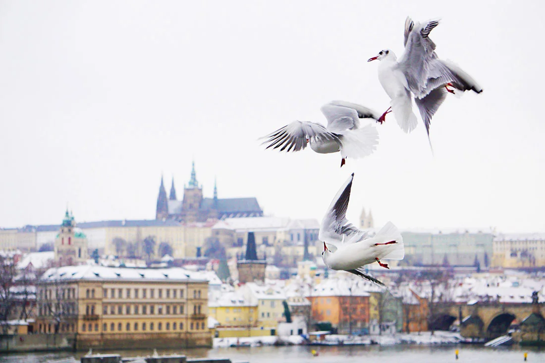 Ilustrace k článku: V Praze probíhá kroužkování racků: Neobvyklý proces v centru města