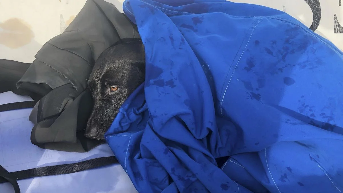 Ilustrace k článku: Záchrana fenky Sadie z mořského proudu v San Diegu