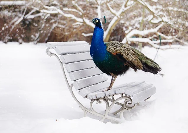 Zpráva: Fotografka zachytila zvířata v zasněžené Praze