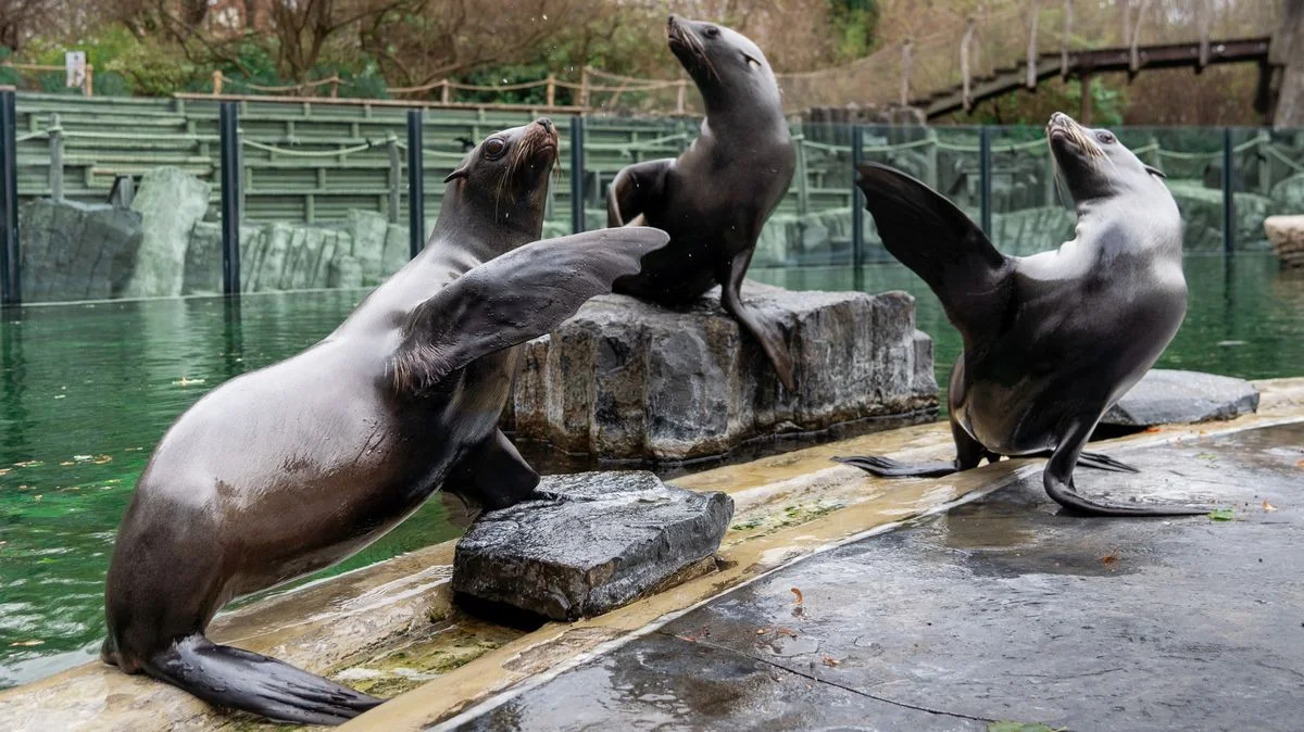 Ilustrace k článku: Pražská zoo čelí obviněním z šikany a nevyhovujících pracovních podmínek