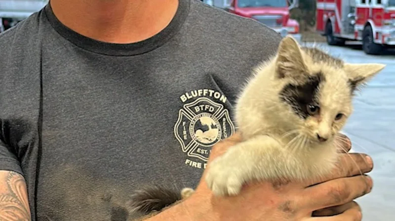 Zpráva: Kotě uvázlo v podvozku auta, zachránil ho hasič