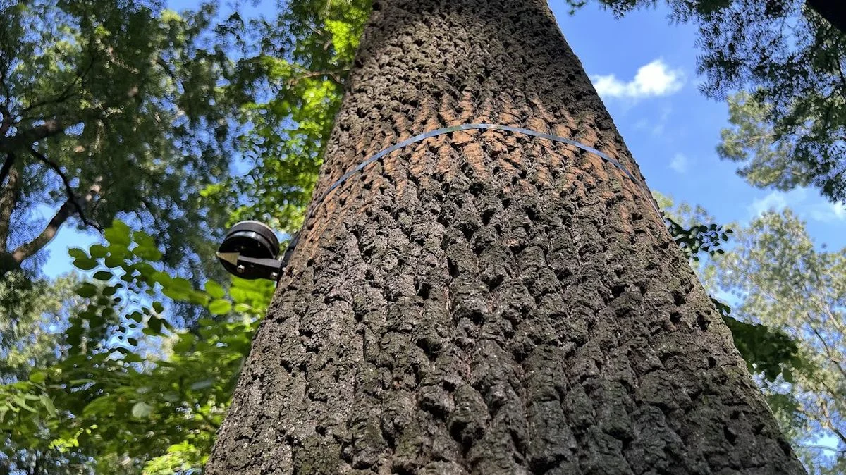 Ілюстрація до статті: Українські та європейські вчені об'єднують зусилля для порятунку ясена в Чехії