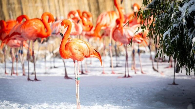 Zpráva: V ostravské zoo zemřela zakladatelka hejna plameňáků