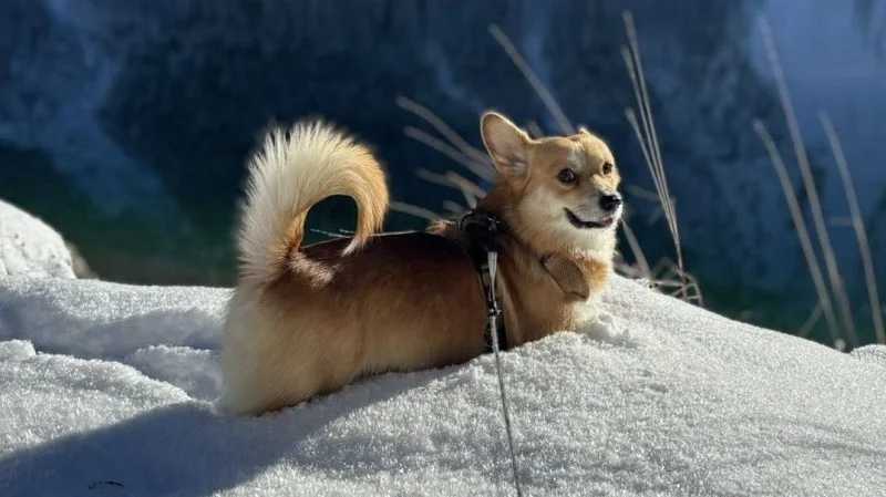 Zpráva: Pes Tommi zmizel u Lipna kvůli strachu z petard, pátrání pokračuje