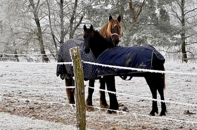 Zpráva: V Česku kvůli ohňostrojům uhynula březí klisna