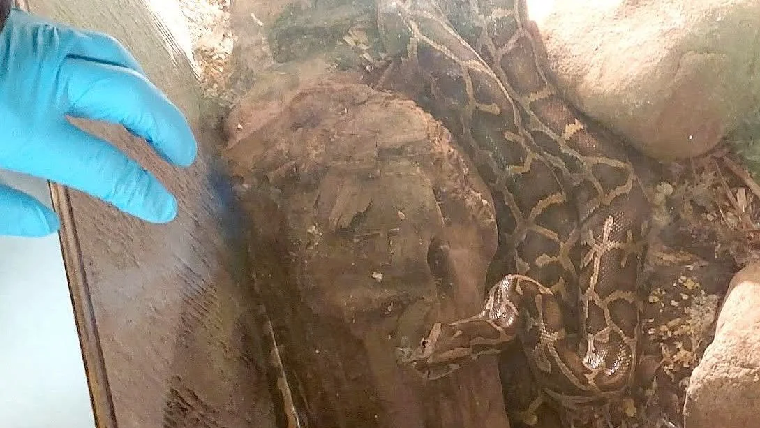 Ilustrace k článku: Neshody mezi hasiči a záchranáři ohledně případu s hadem v Karlovarsku