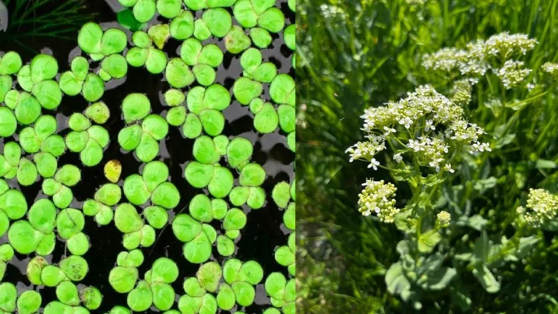 Zpráva: Vědci zkoumají potenciál vodní čočky a divoké brokolice jako alternativních potravin