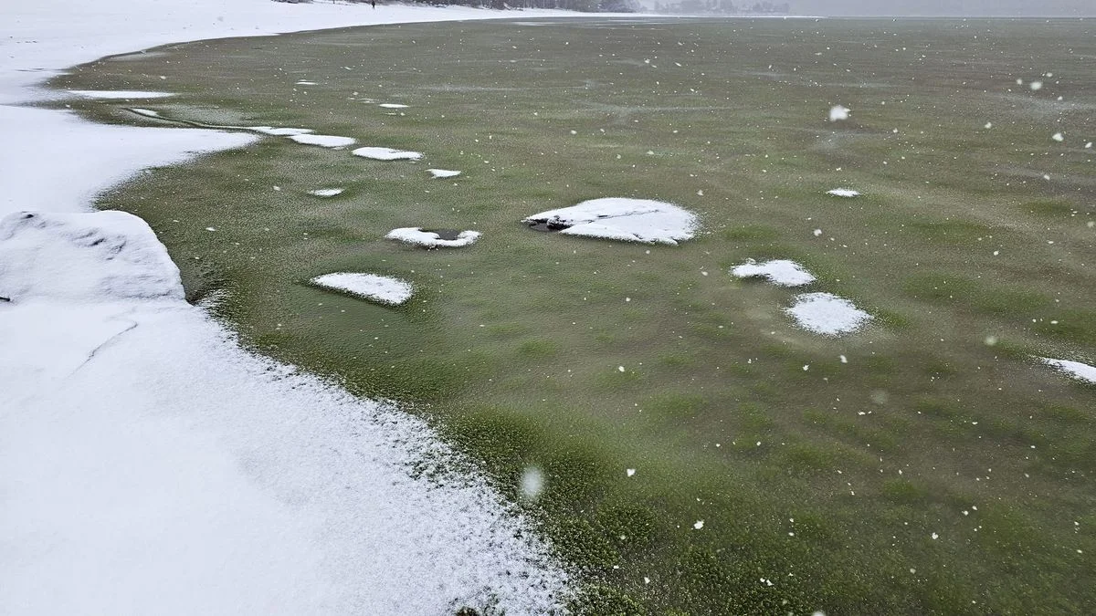 Ilustrace k článku: Zelený led na lipenské přehradě: Doklad o eutrofizaci a klimatických změnách