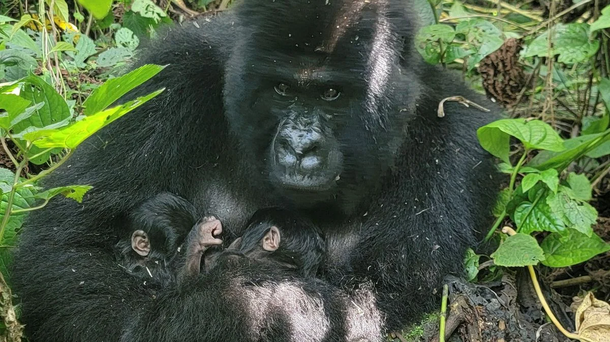 Ilustrace k článku: V národním parku Virunga se narodila vzácná dvojčata goril horských