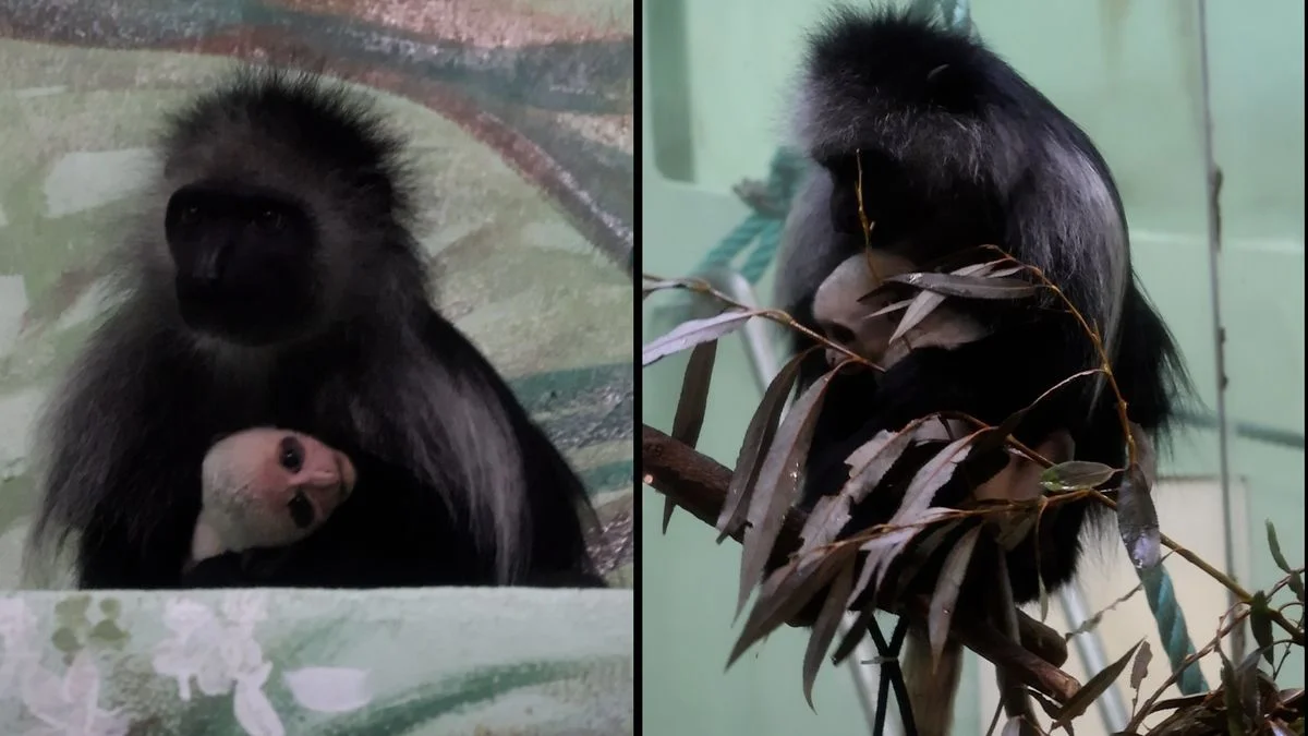 Ilustrace k článku: V hodonínské ZOO se narodilo první mládě roku v pavilonu primátů