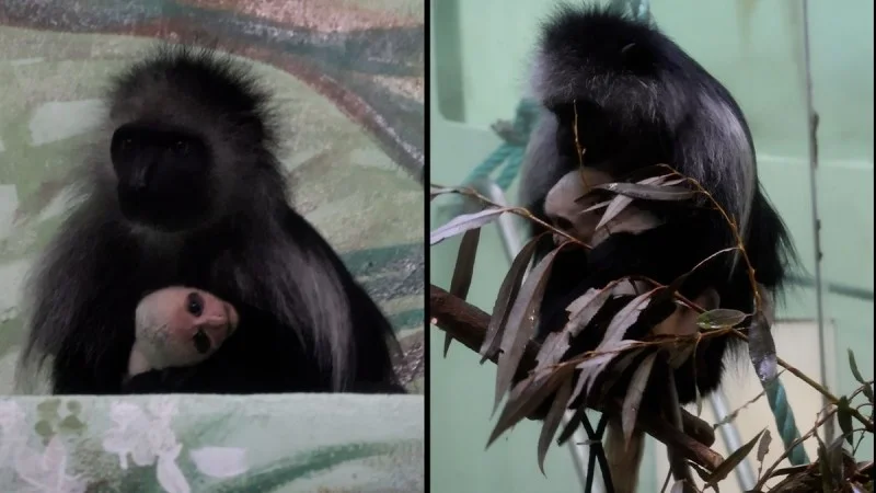 Zpráva: V hodonínské ZOO se narodilo první mládě roku v pavilonu primátů