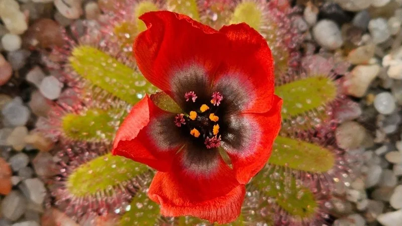 Zpráva: V Liberci vykvetla unikátní masožravka: Drosera coccipetala zaujala jedinečným květem