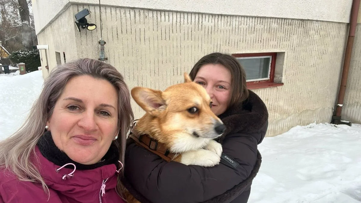 Ілюстрація до статті: Пес Томмі блукав дев'ять днів у лісі, але його знайшли завдяки небайдужим українцям та волонтерам